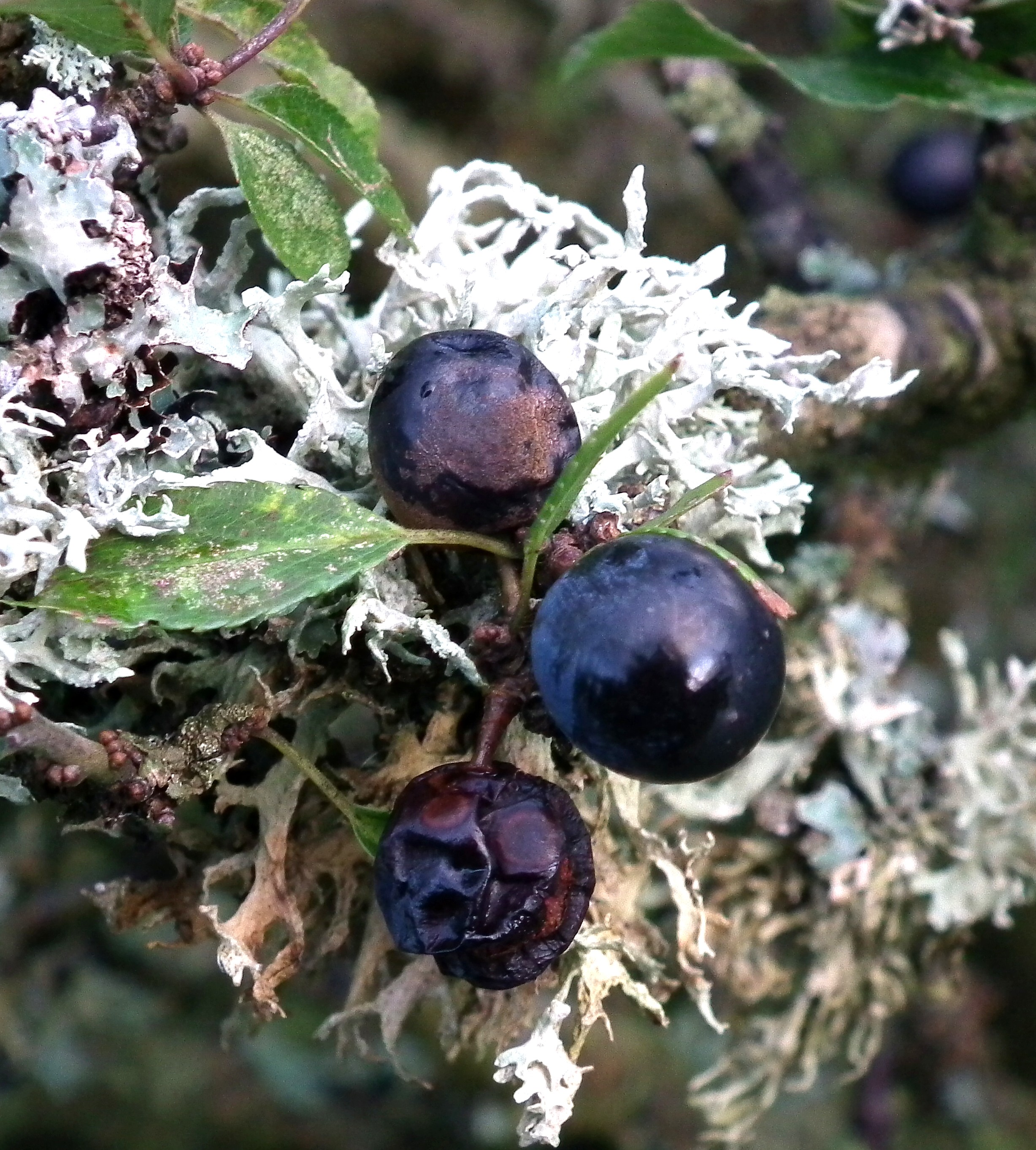 Sloe Berries Bill Bagley Photography